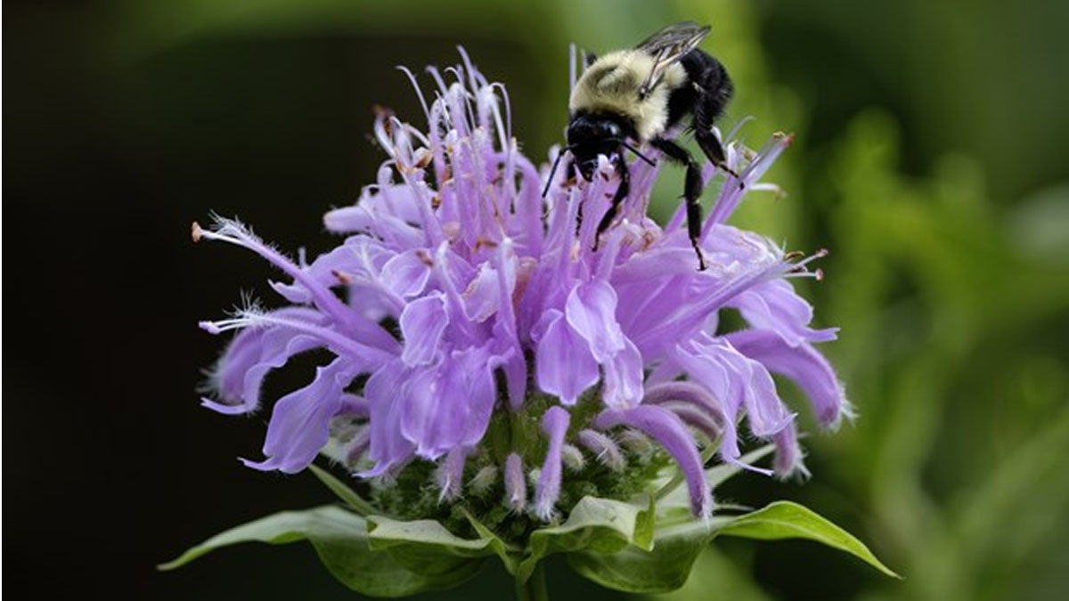 For the Love of Bumble Bees at Dunn Museum in Libertyville